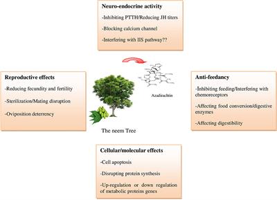 Azadirachtin-Based Insecticide: Overview, Risk Assessments, and Future Directions